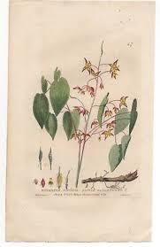 Attēlu rezultāti vaicājumam “Epimedium alpinum  flower”