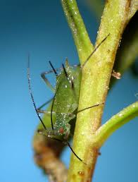 Attēlu rezultāti vaicājumam “Macrosiphoniella millefolii”