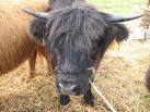 Vaccination was taking place throughout the control area at the time of - via Daymix