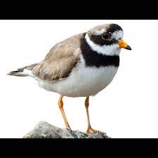 Attēlu rezultāti vaicājumam “Charadrius hiaticula”