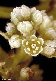 Attēlu rezultāti vaicājumam “Cribraria martinii stalked”