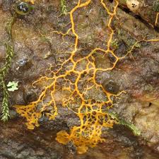 Attēlu rezultāti vaicājumam “Colloderma oculatum”