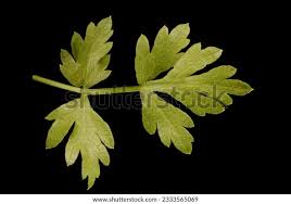 Attēlu rezultāti vaicājumam “Peucedanum oreoselinum”