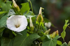 Attēlu rezultāti vaicājumam “Calystegia sepium leaf”