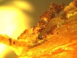 Attēlu rezultāti vaicājumam “Grapholita funebrana larva”