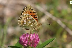 Attēlu rezultāti vaicājumam “Argynnis aglaja upperside”