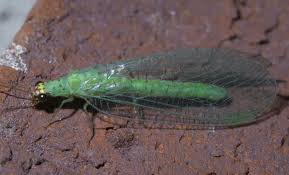 Attēlu rezultāti vaicājumam “Ophiotheca chrysosperma macro”