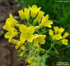 Attēlu rezultāti vaicājumam “Brassica napus”
