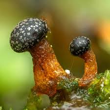 Attēlu rezultāti vaicājumam “Colloderma oculatum”