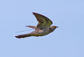 Attēlu rezultāti vaicājumam “Cuculus canorus”