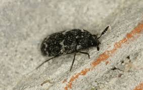 Attēlu rezultāti vaicājumam “Megatoma undata”