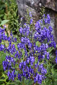 Image result for Aconitum napellus