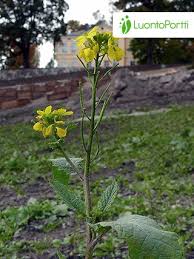 Attēlu rezultāti vaicājumam “Sinapis arvensis fruit”