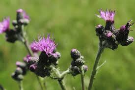 Attēlu rezultāti vaicājumam “Cirsium palustre”
