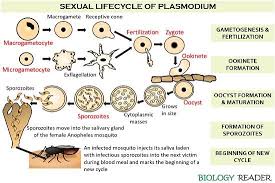 Attēlu rezultāti vaicājumam “Diachea muscorum plasmodium”