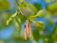 Attēlu rezultāti vaicājumam “Betula pendula”
