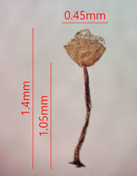 Attēlu rezultāti vaicājumam “Craterium aureonucleatum young”