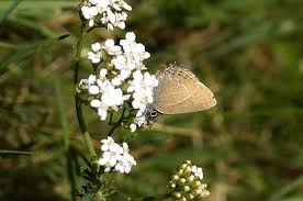 Attēlu rezultāti vaicājumam “Satyrium ilicis”