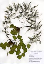 Attēlu rezultāti vaicājumam “Trapa natans leaf”