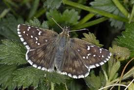 Attēlu rezultāti vaicājumam “Pyrgus serratulae upperside”