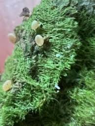 Attēlu rezultāti vaicājumam “Coenogonium pineti”