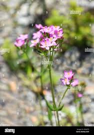 Attēlu rezultāti vaicājumam “Centaurium erythraea flower”