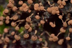 Attēlu rezultāti vaicājumam “Cribraria cancellata var. fusca stalked”