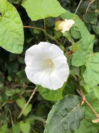 Attēlu rezultāti vaicājumam “Calystegia inflata leaf”