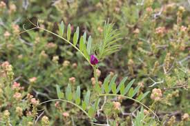 Attēlu rezultāti vaicājumam “Vicia lathyroides”