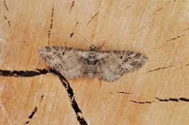 Attēlu rezultāti vaicājumam “Eupithecia exiguata”