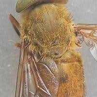 Attēlu rezultāti vaicājumam “Atylotus sp.”