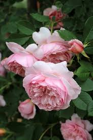 「ソニア・パレス」の画像検索結果