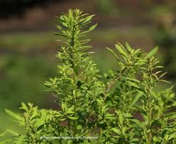 Image result for Chenopodium ambrosioides