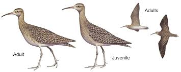 Image result for Numenius minutus