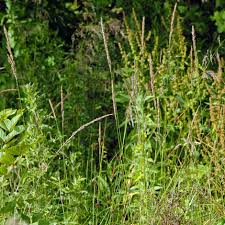Attēlu rezultāti vaicājumam “Calamagrostis stricta”