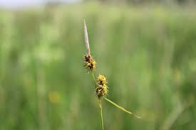 Attēlu rezultāti vaicājumam “Carex lepidocarpa fruit”
