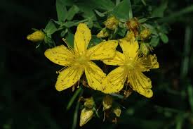 Attēlu rezultāti vaicājumam “Hypericum maculatum flower”