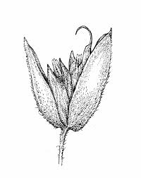 Attēlu rezultāti vaicājumam “Holcus lanatus”