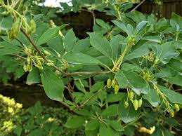 Attēlu rezultāti vaicājumam “Enkianthus chinensis leaf”