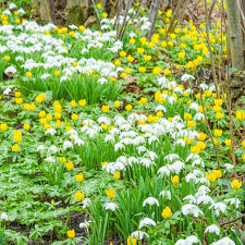 Attēlu rezultāti vaicājumam “Galanthus nivalis flower”