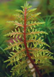 Attēlu rezultāti vaicājumam “Hylocomium splendens sporophyte”