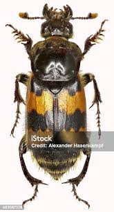 Attēlu rezultāti vaicājumam “Nicrophorus vespillo”