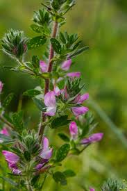 Attēlu rezultāti vaicājumam “Ononis arvensis leaf”