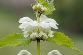 Attēlu rezultāti vaicājumam “Urtica dioica flower”