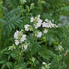 Image result for Polemonium coeruleum album