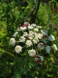 Attēlu rezultāti vaicājumam “Lygistopterus sanguineus larva”