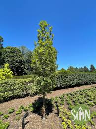 Attēlu rezultāti vaicājumam “Quercus robur”