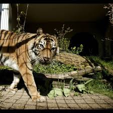 Afbeeldingsresultaat voor tijgers