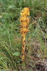 Attēlu rezultāti vaicājumam “Orobanche elatior flower”