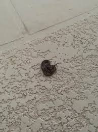 Attēlu rezultāti vaicājumam “Reticularia jurana young”